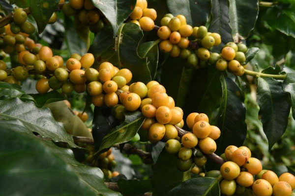 Fruto do Café Catucaí Amarelo 