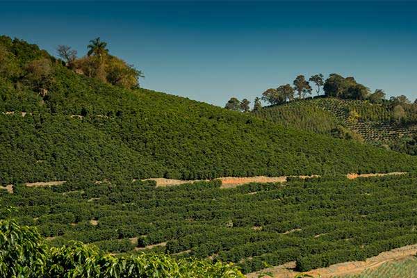 Plantação de café catucaí amarelo